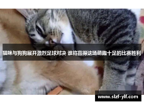 猫咪与狗狗展开激烈足球对决 谁将赢得这场萌趣十足的比赛胜利